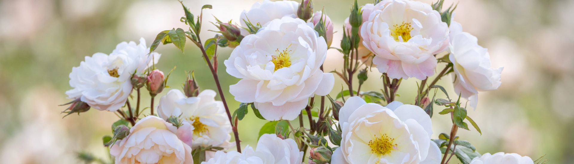 David Beckham Rose Rose 'Sir David Beckham'
